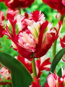 Tulipa Estella Rijnveld