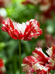 Tulipa Estella Rijnveld