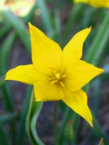 Tulipa Sylvestris