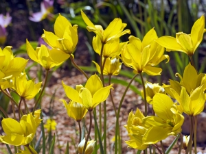 Tulipa Sylvestris