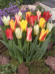 Tulipa Forsteriana Mixed