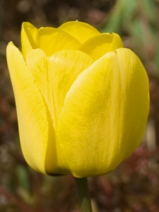 Tulipa Golden Apeldoorn
