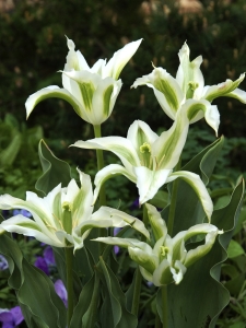 Tulipa Greenstar