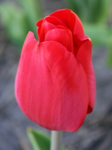 Tulipa Heleen Valstar
