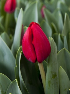 Tulipa Heleen Valstar