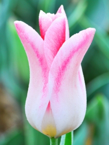 Tulipa Holland Chic