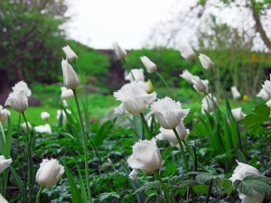 Tulipa Honeymoon