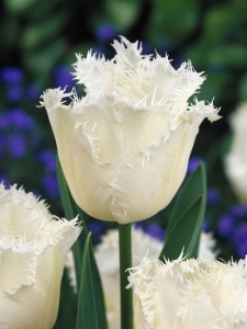 Tulipa Honeymoon