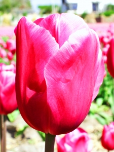 Tulipa Jumbo Pink