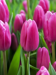 Tulipa Jumbo Pink