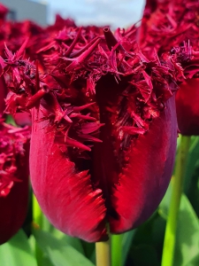 Tulipa Labrador