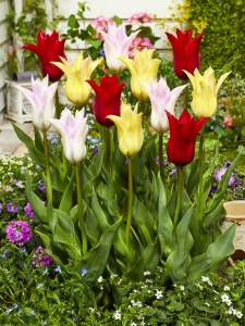 Tulipa Lilyflowering Mixed