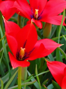 Tulipa Linifolia