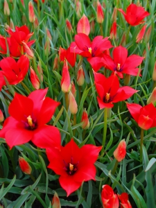 Tulipa Linifolia
