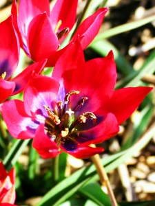 Tulipa Little Beauty
