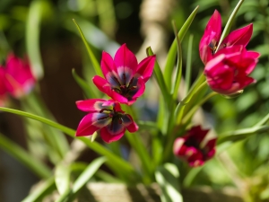 Tulipa Little Beauty