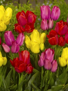 Tulipa Multiflowering Mixed
