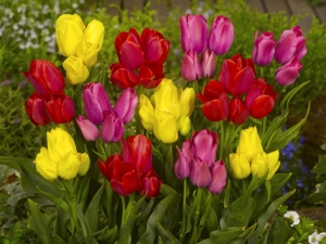 Tulipa Multiflowering Mixed