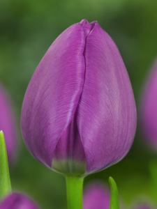 Tulipa Negrita