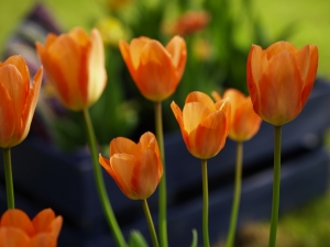 Tulipa Orange Emperor