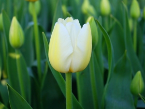Tulipa Pays Bas