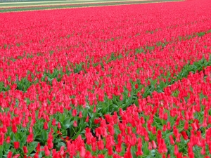 Tulipa Spring Pearl