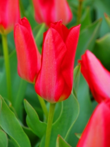 Tulipa Spring Pearl