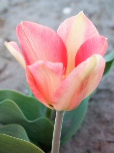 Tulipa Poco Loco