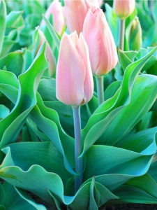 Tulipa Poco Loco