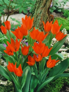 Tulipa Praestans Van Tubergen's Variety