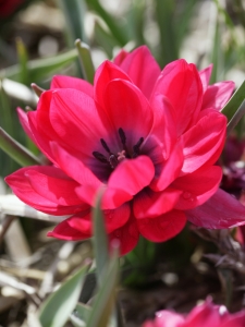 Tulipa Humilis Pulchella