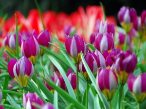 Tulipa Humilis Pulchella