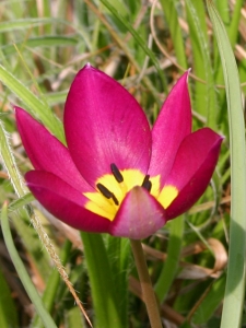 Tulipa Humilis Persian Pearl