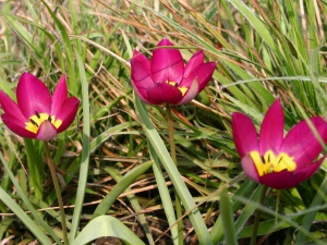 Tulipa Humilis Persian Pearl