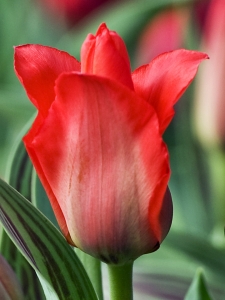 Tulipa Roodkapje