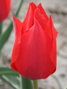 Tulipa Rob Verlinden
