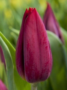 Tulipa Strong Love