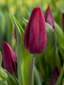 Tulipa Strong Love
