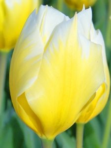 Tulipa Sweetheart