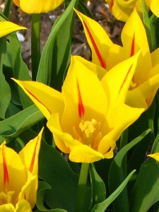Tulipa Synaeda Flame