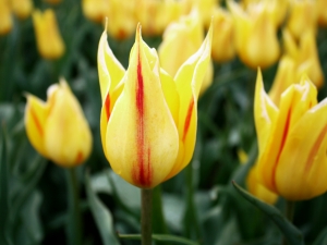 Tulipa Synaeda Flame