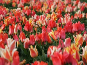 Tulipa Toronto Mixed