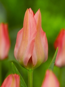 Tulipa Toronto