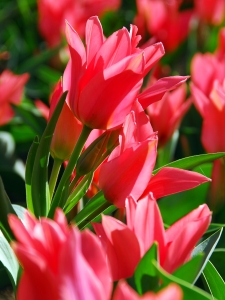 Tulipa Toronto