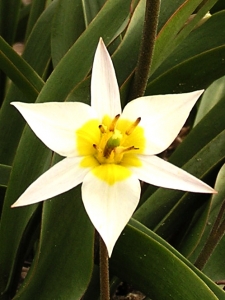 Tulipa Turkestanica