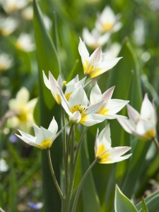 Tulipa Turkestanica
