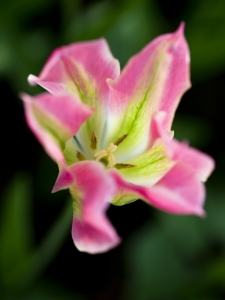Tulipa Virichic