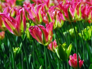Tulipa Virichic
