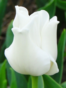 Tulipa White Liberstar