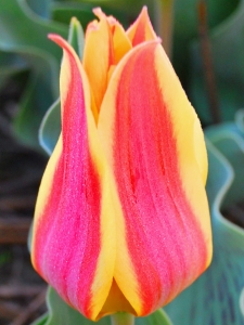 Tulipa Winnipeg